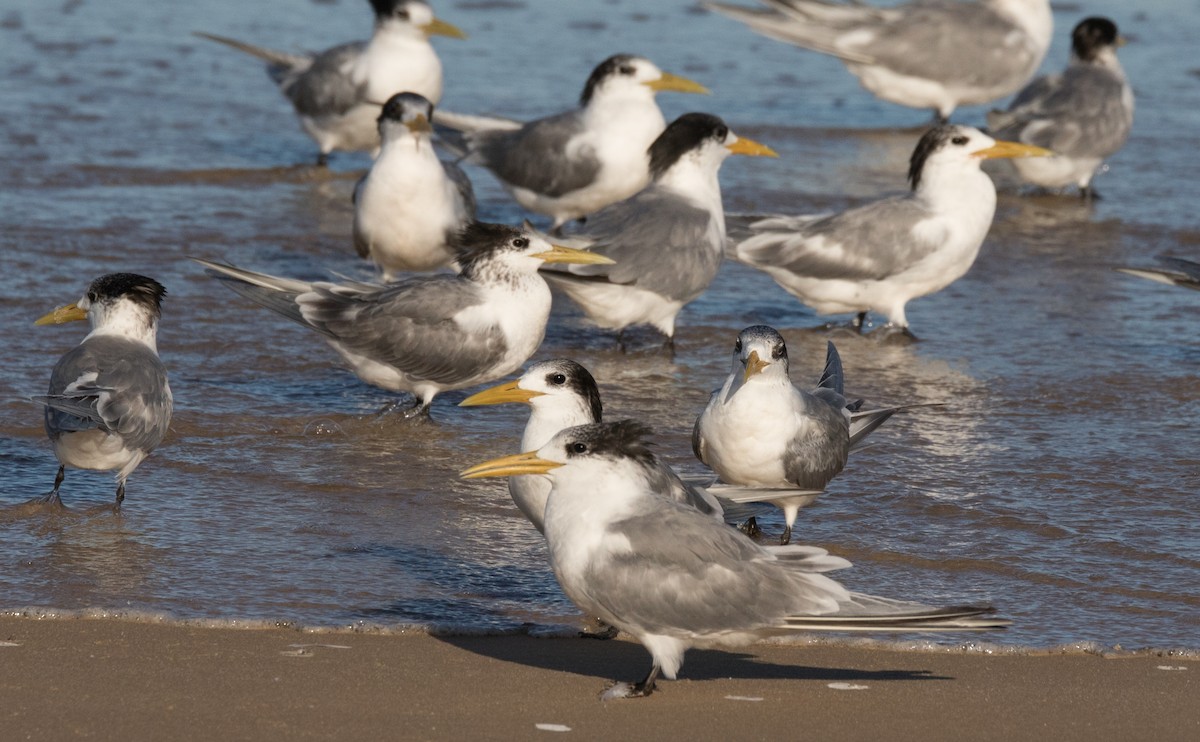 Great Crested Tern - ML361059761