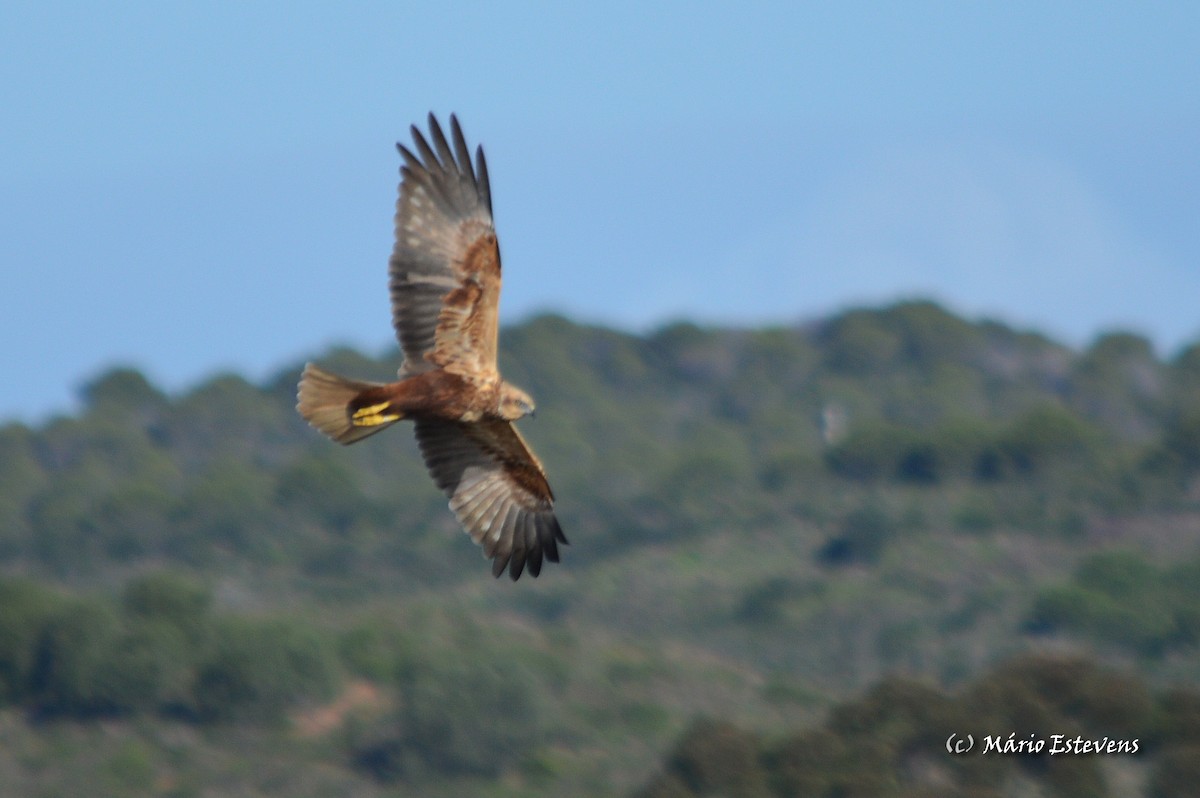 Western Marsh Harrier - ML36106011