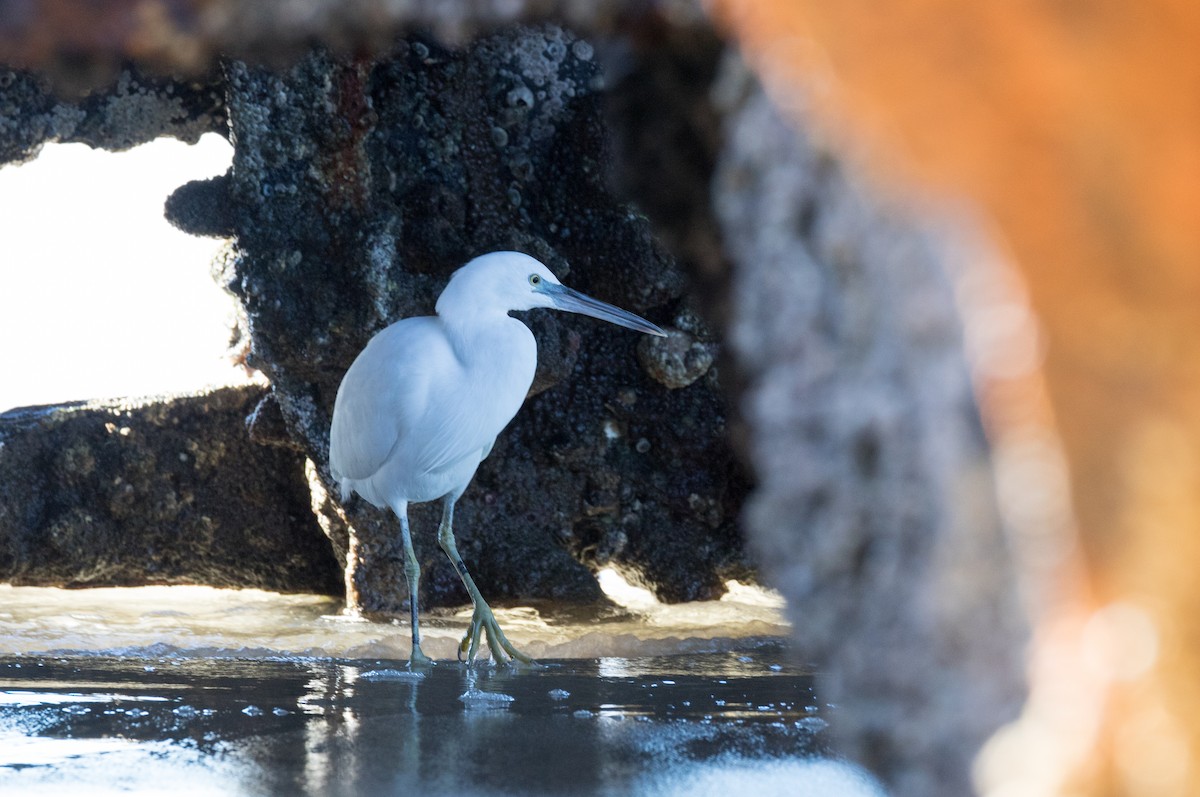 Pacific Reef-Heron - ML361060241