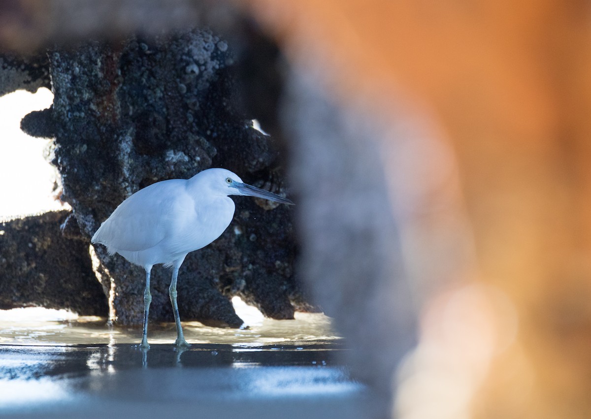 Pacific Reef-Heron - ML361060331