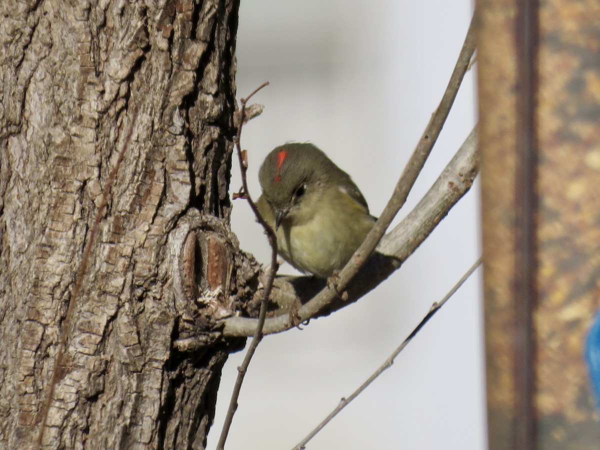 Ruby-crowned Kinglet - ML361061131