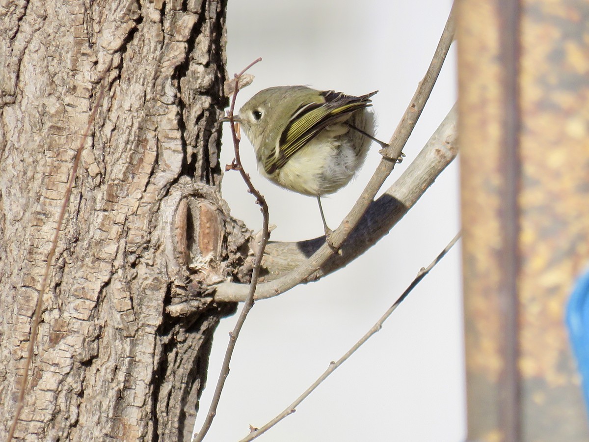 Ruby-crowned Kinglet - ML361061141