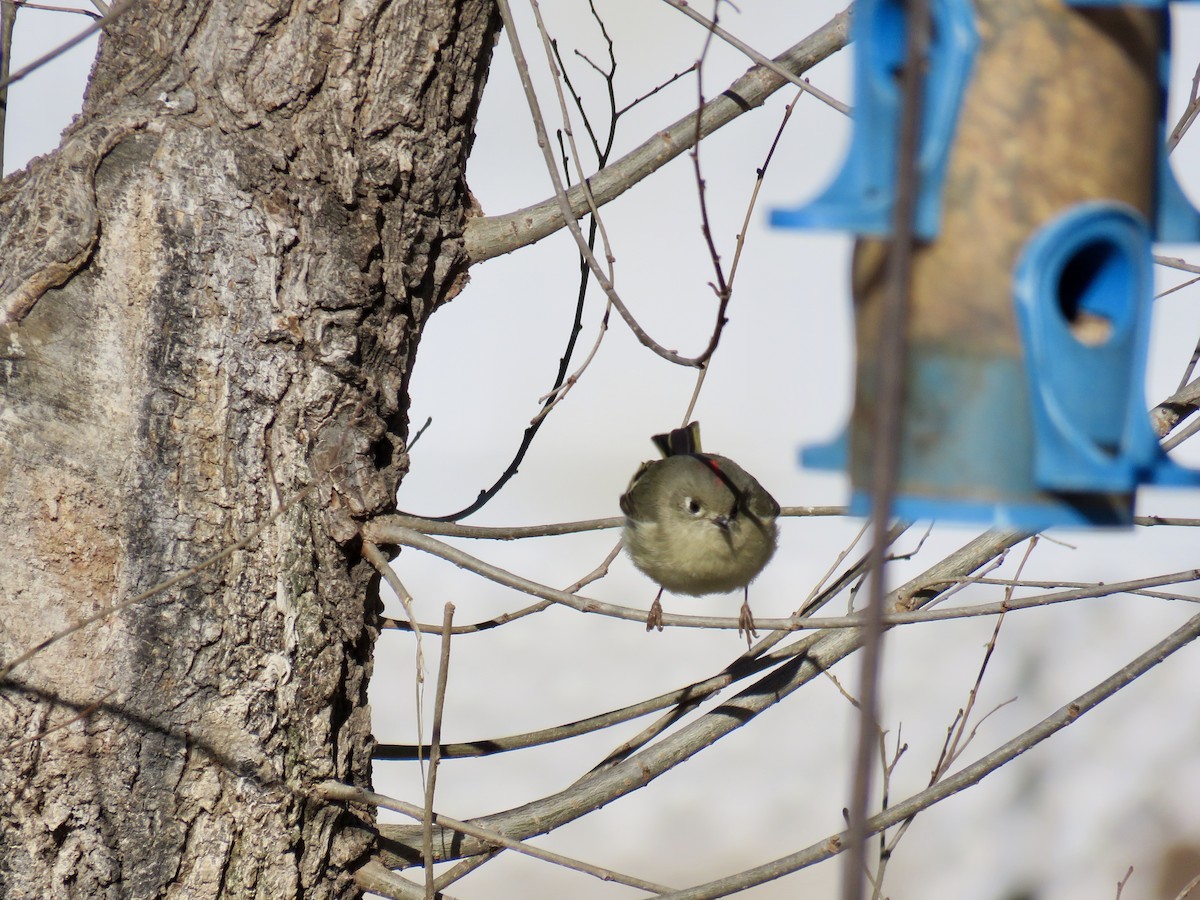 Ruby-crowned Kinglet - ML361061151