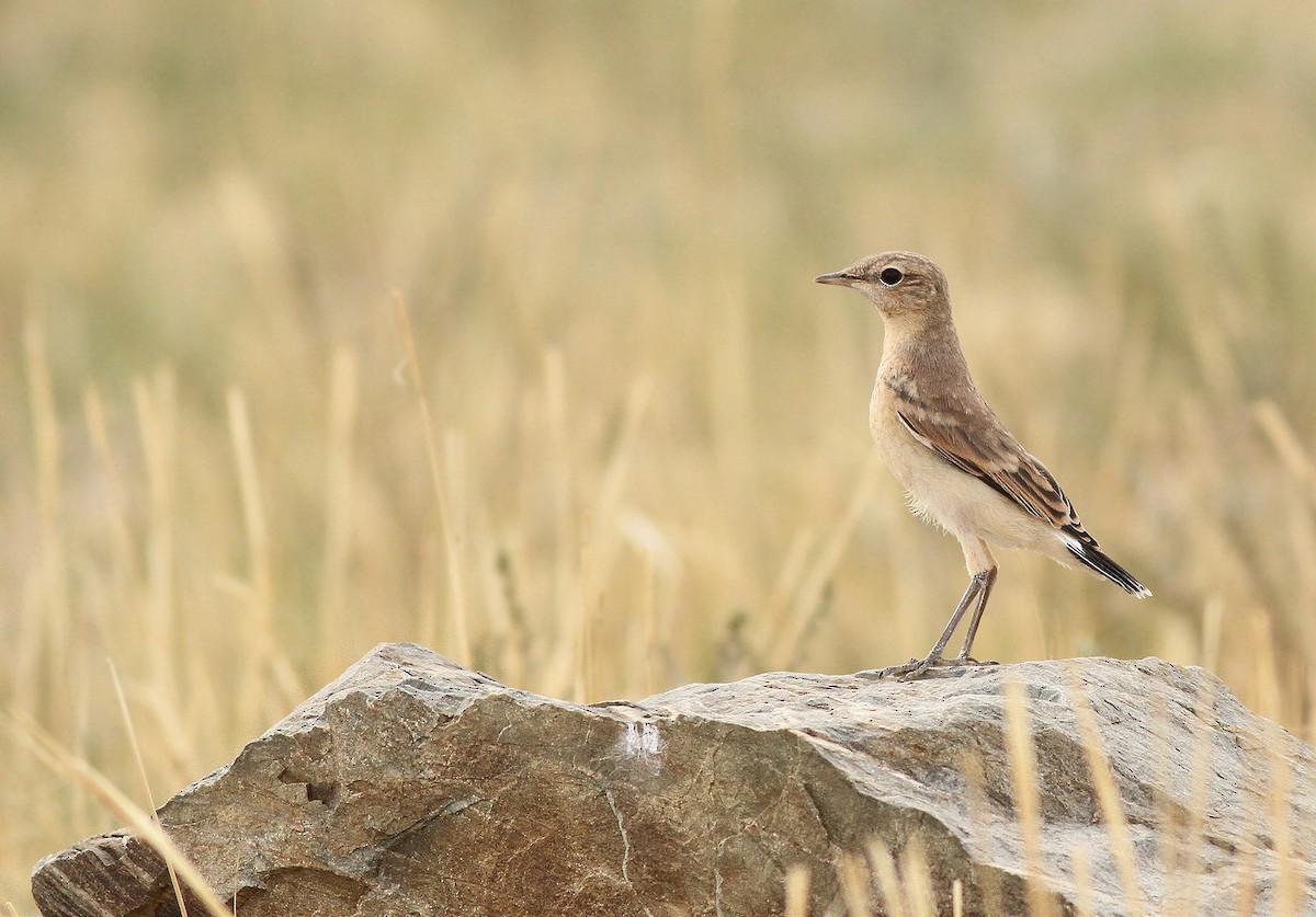 Isabelline Wheatear - ML36106371