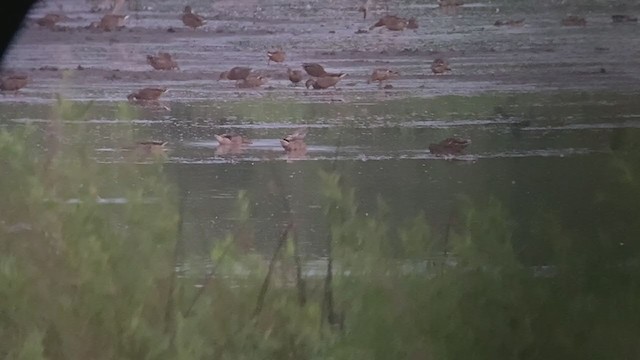 Stilt Sandpiper - ML361064371