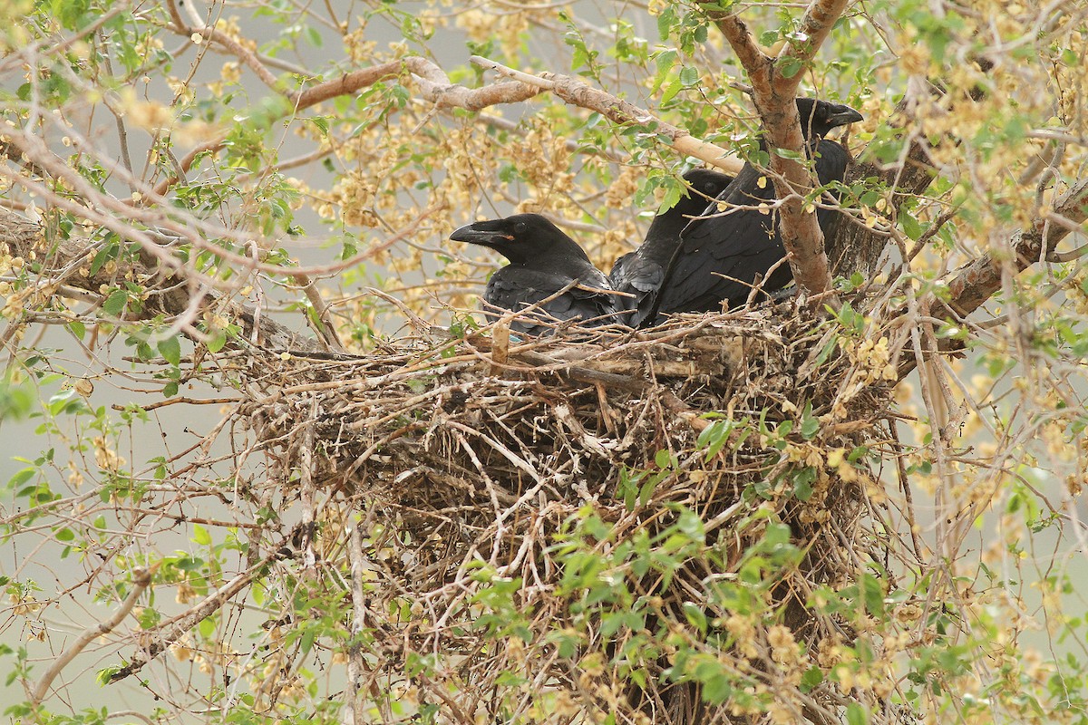 Common Raven - Jeremiah Trimble