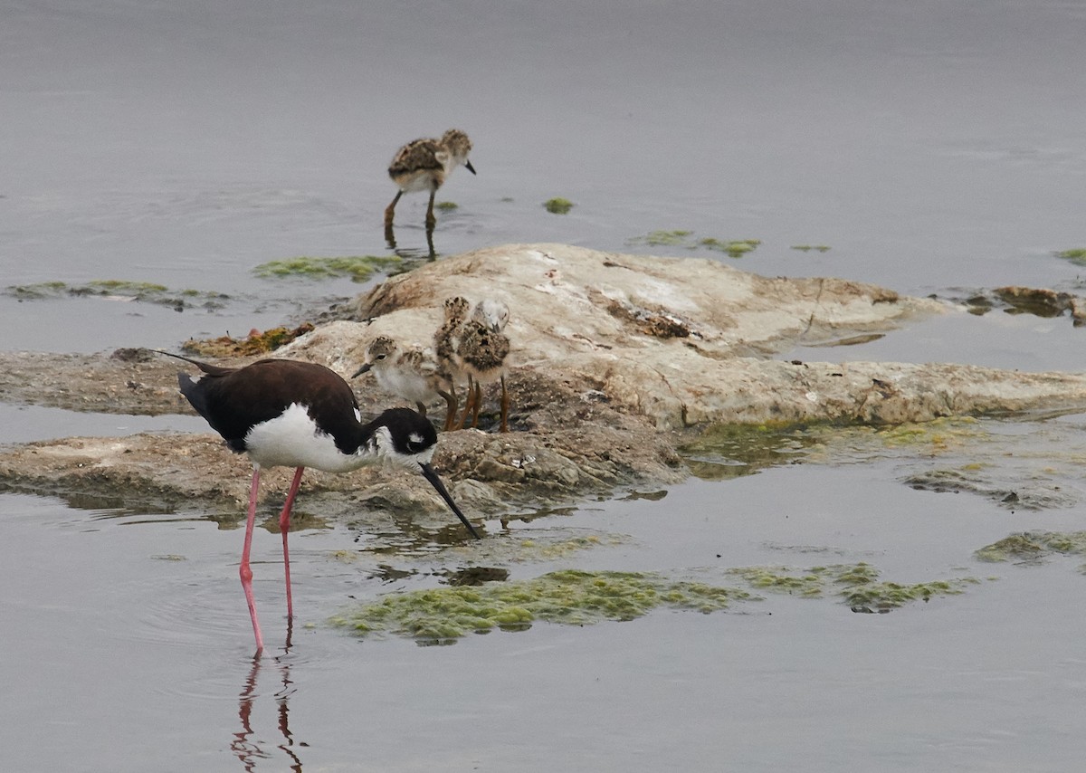 Black-necked Stilt - ML361068191