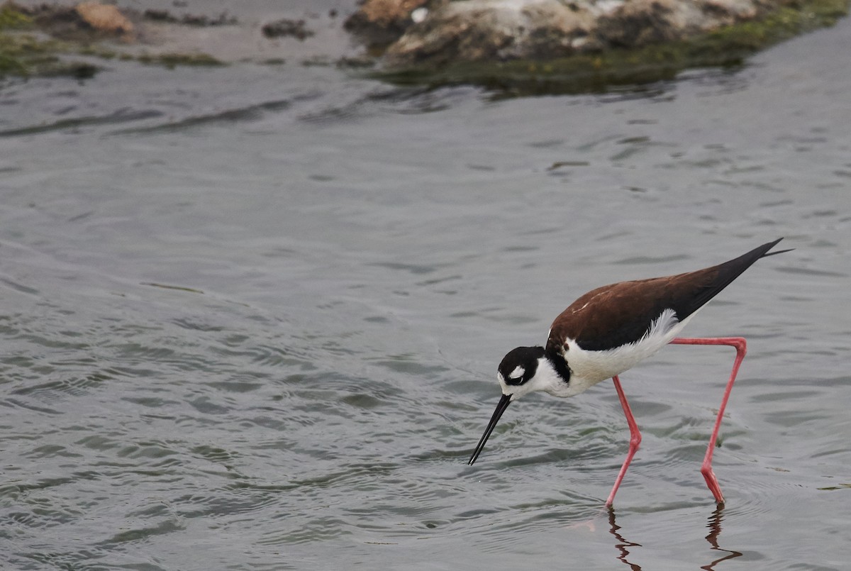 Black-necked Stilt - ML361068211