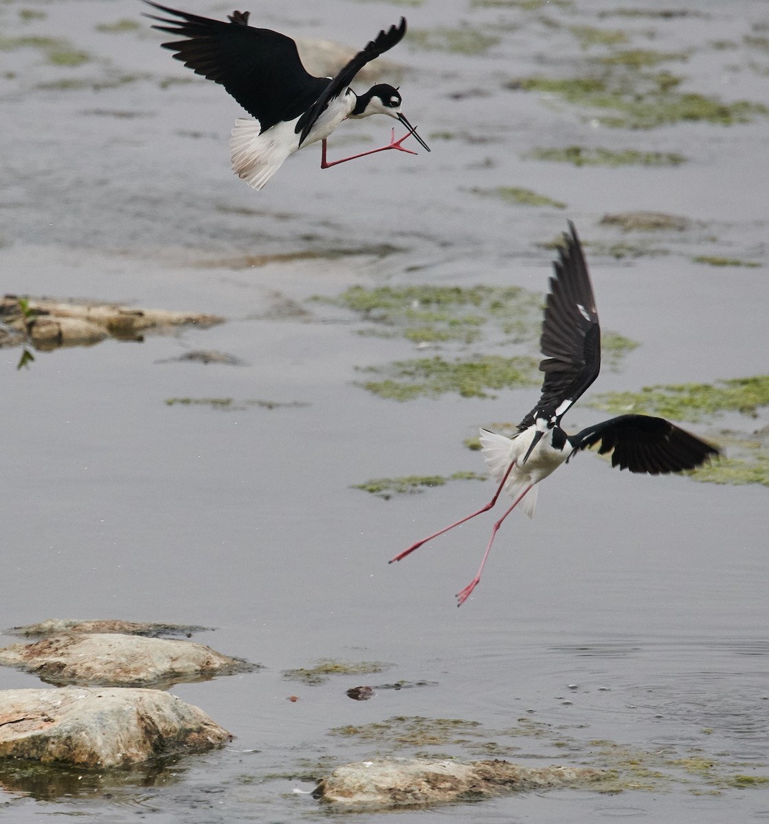 Black-necked Stilt - ML361068221