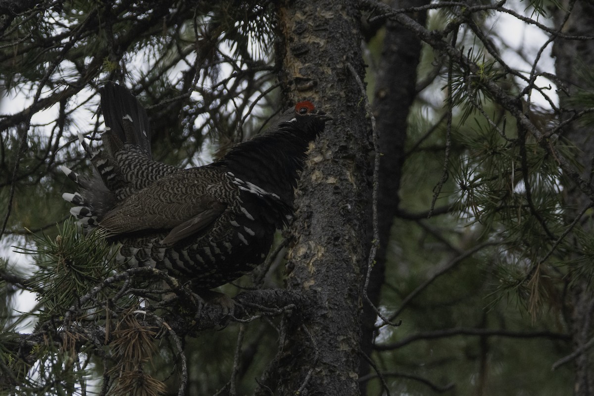 Spruce Grouse (Franklin's) - ML361068801