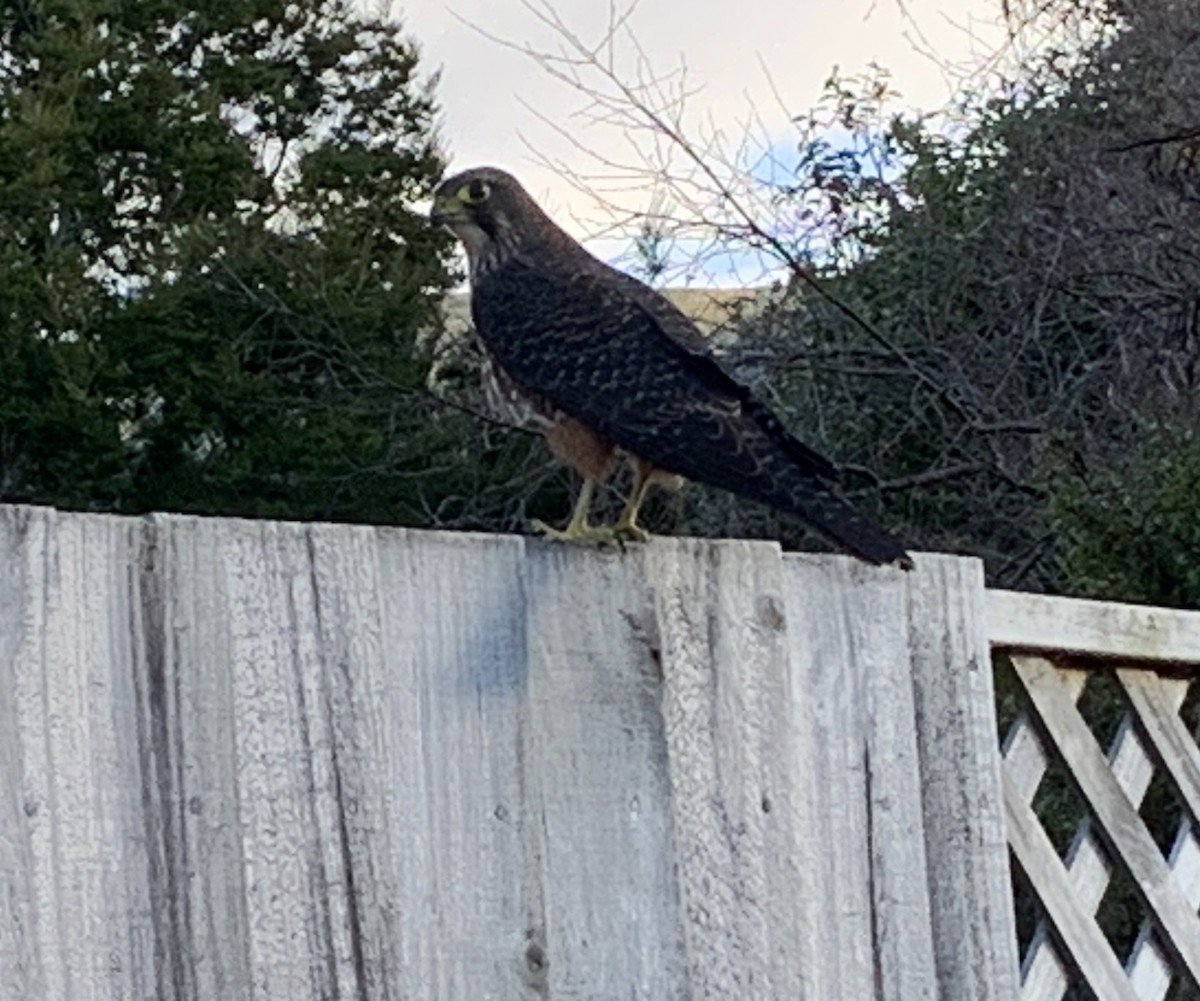 New Zealand Falcon - ML361068861