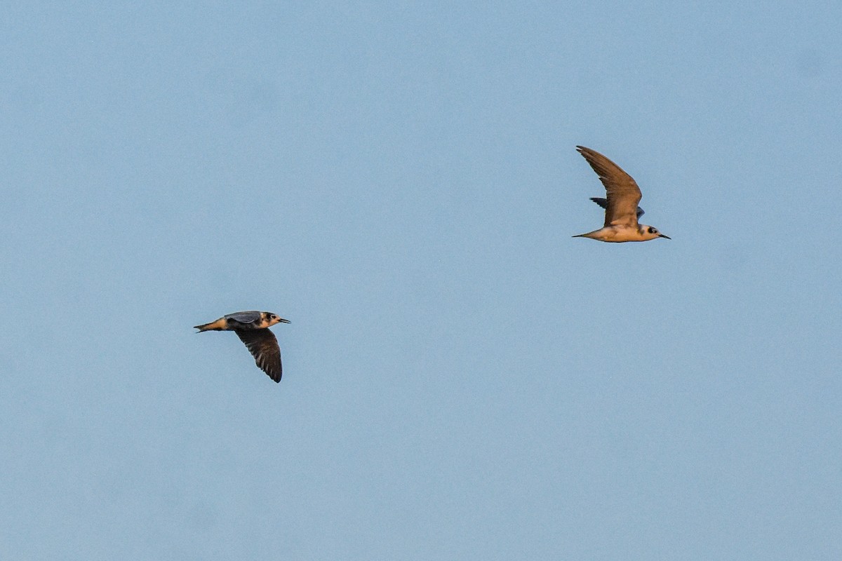 Black Tern - ML361069241