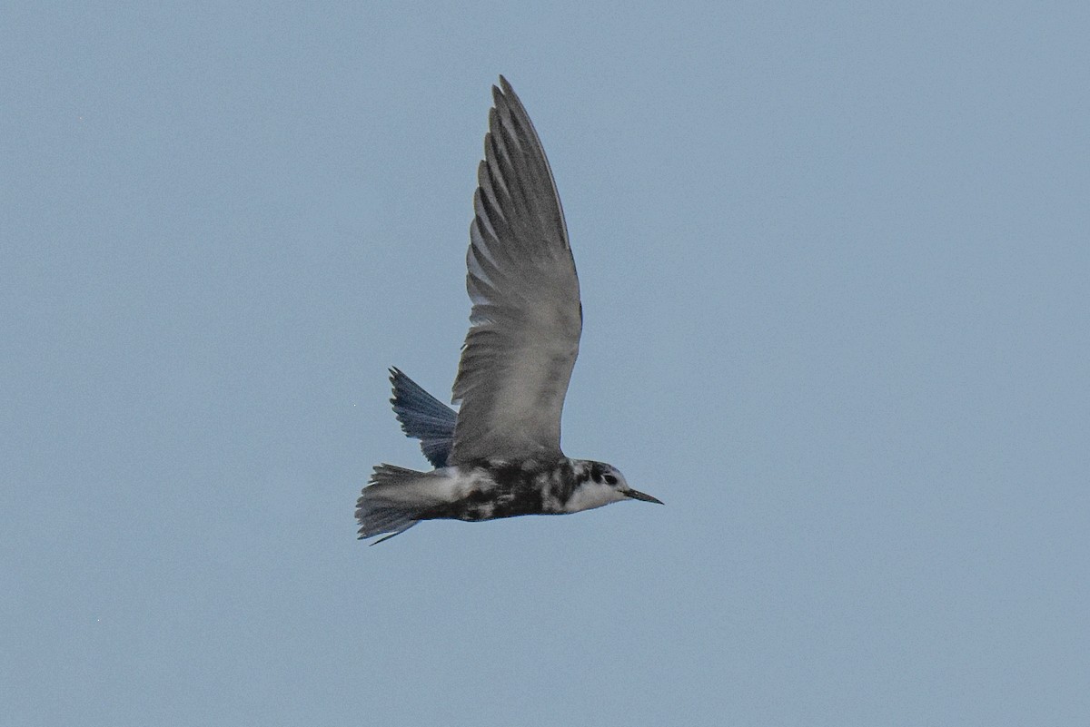 Black Tern - ML361069441