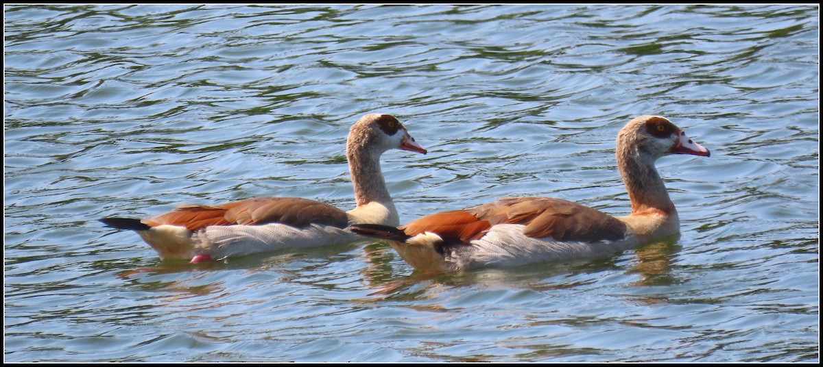 Egyptian Goose - ML361069871