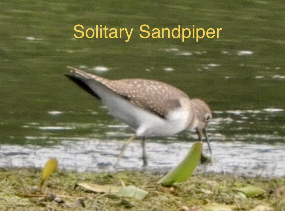 Solitary Sandpiper - ML361070431