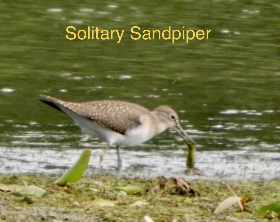 Solitary Sandpiper - ML361070441