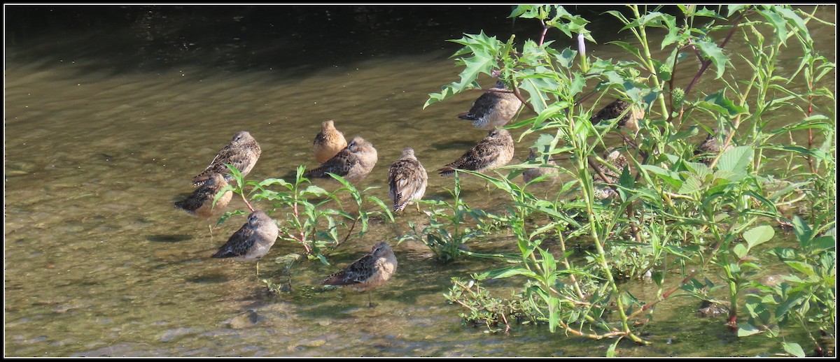 Long-billed Dowitcher - ML361070461