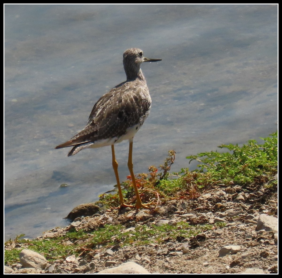 Greater Yellowlegs - ML361070641