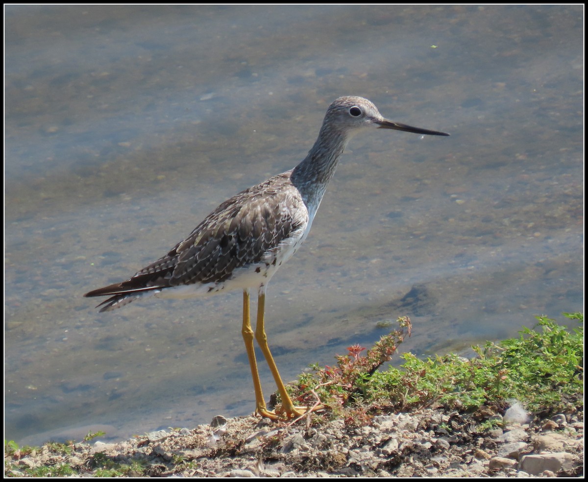 Greater Yellowlegs - ML361070651