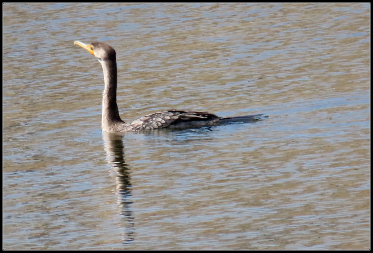 Double-crested Cormorant - Peter Gordon