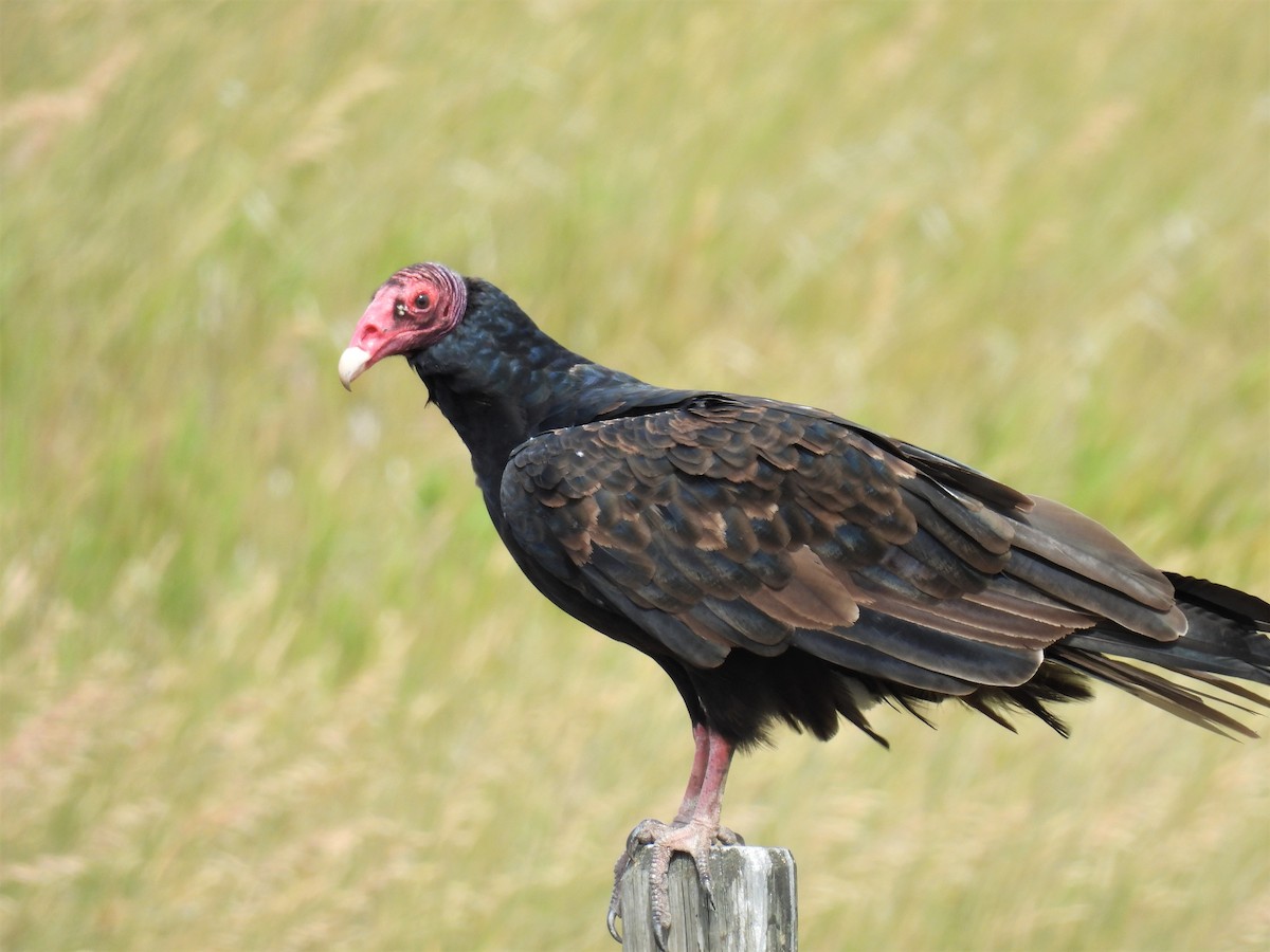 Turkey Vulture - ML361071621