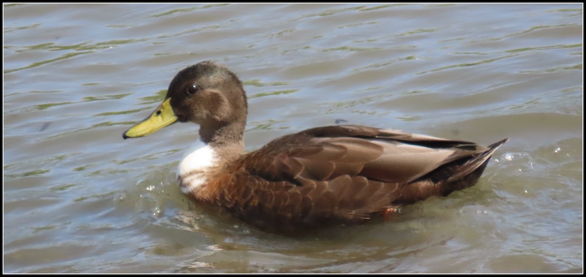 Canard colvert (forme domestique) - ML361071641