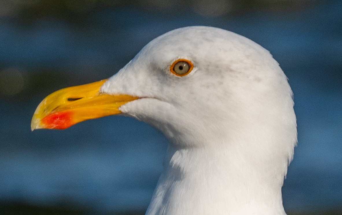 Yellow-footed Gull - Michael  Hingerty