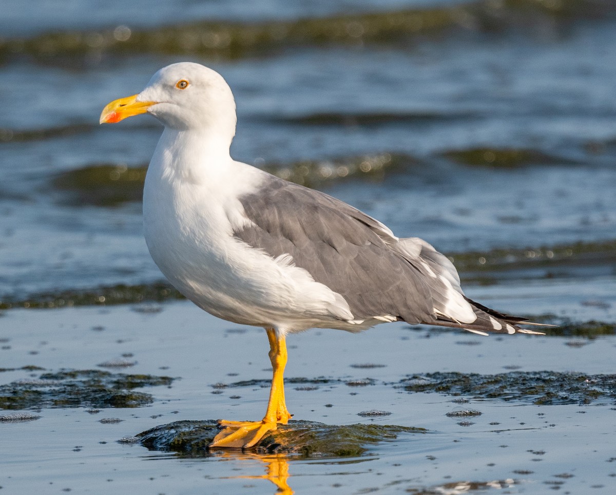 Yellow-footed Gull - Michael  Hingerty