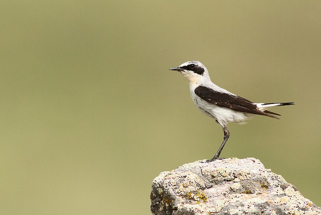 Northern Wheatear - ML36107431