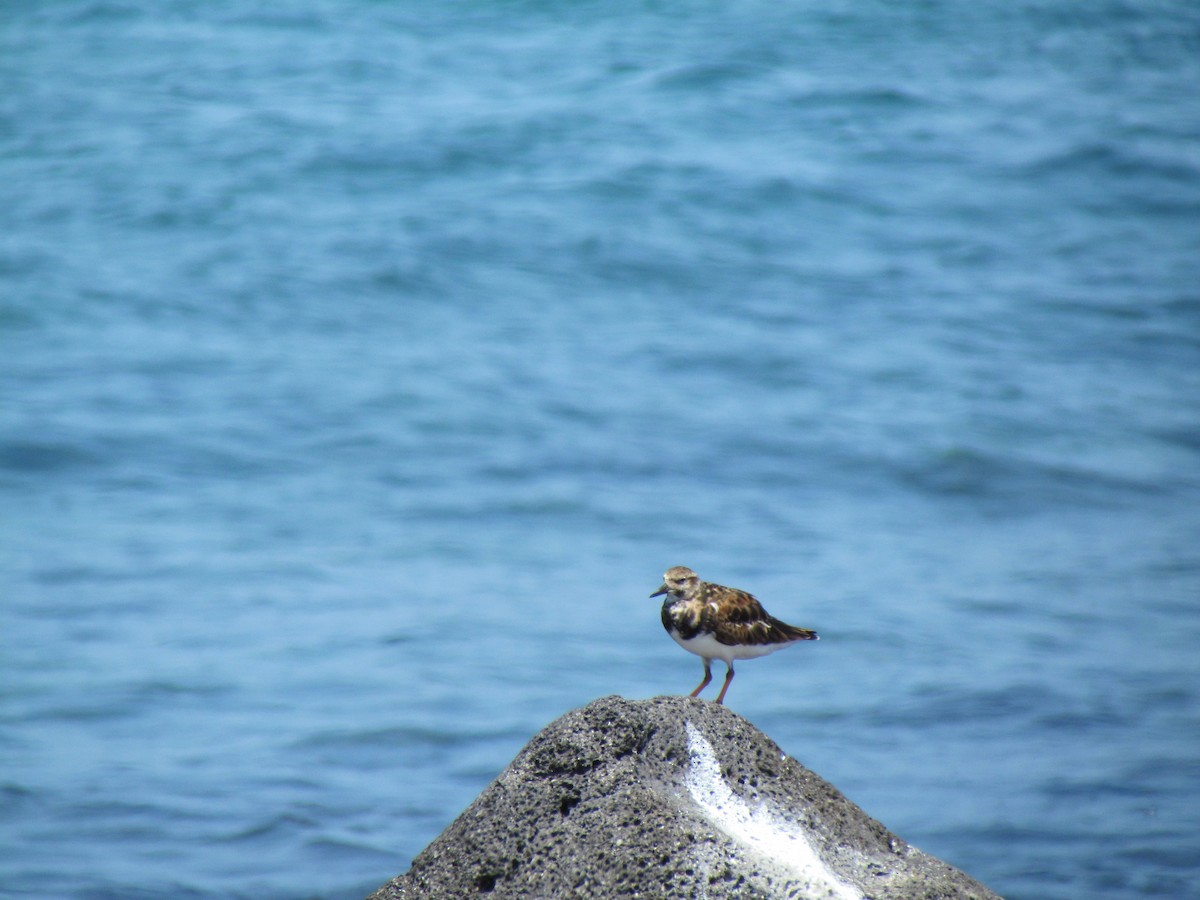 Ruddy Turnstone - Lisa Owens