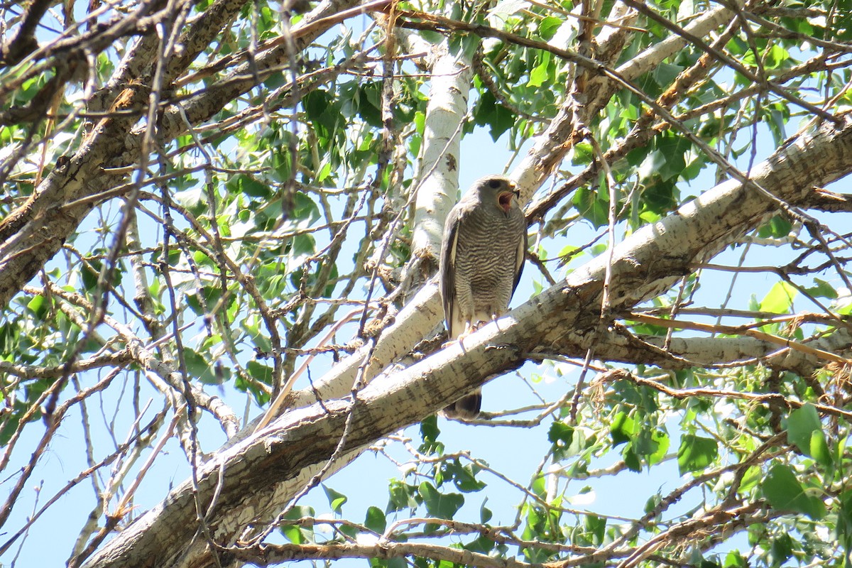 Gray Hawk - ML361075611