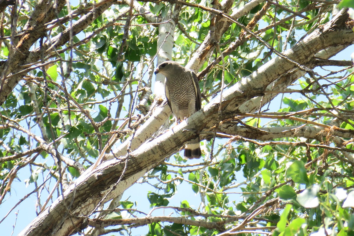 Gray Hawk - ML361075641