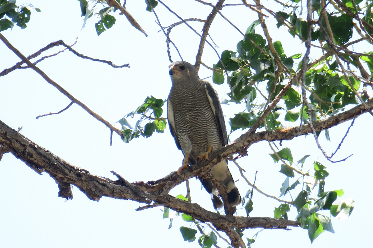 Gray Hawk - ML361075701