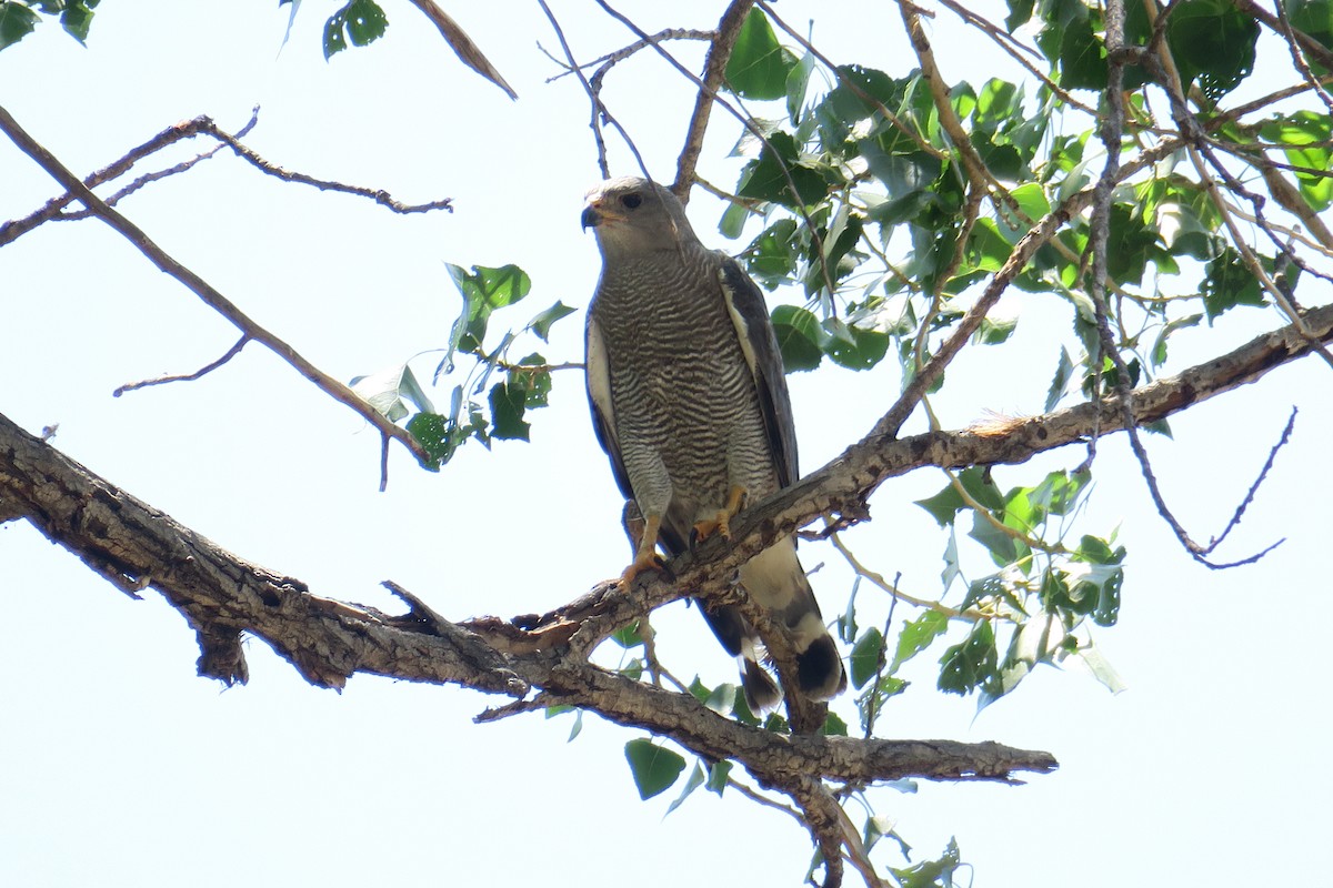 Gray Hawk - ML361075731