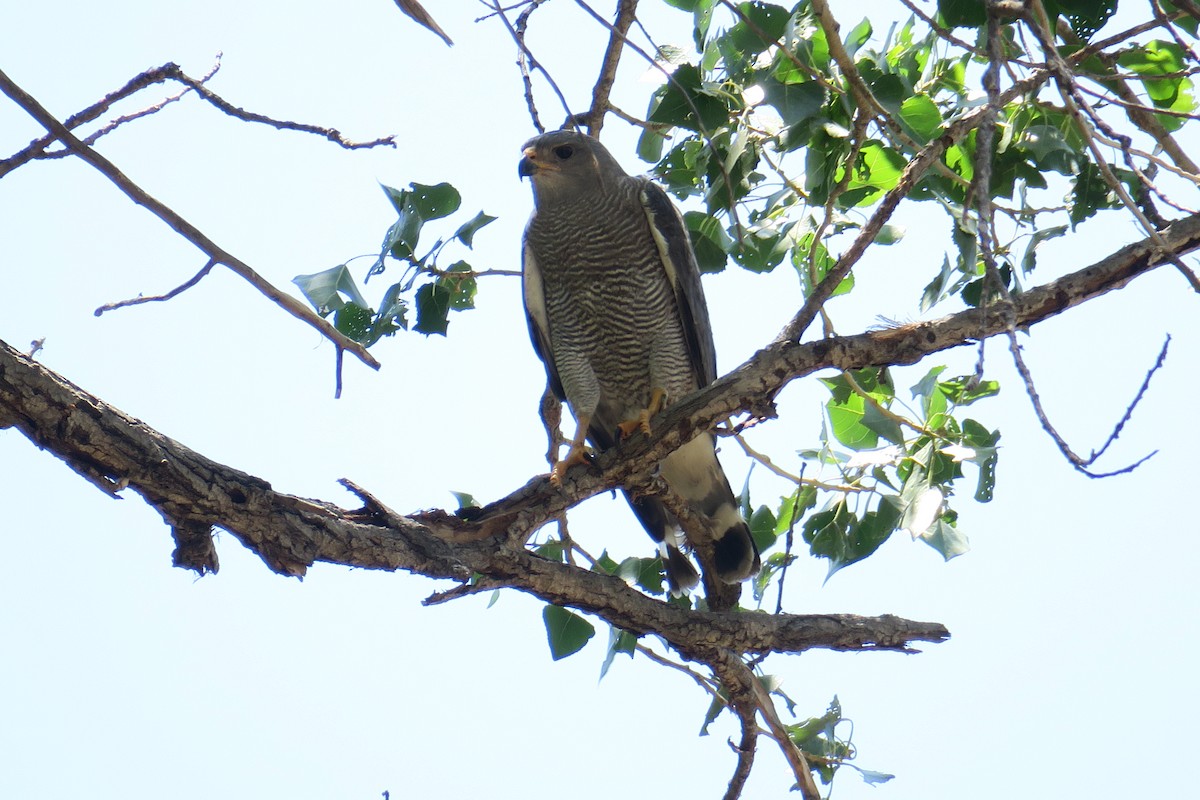 Gray Hawk - ML361075751