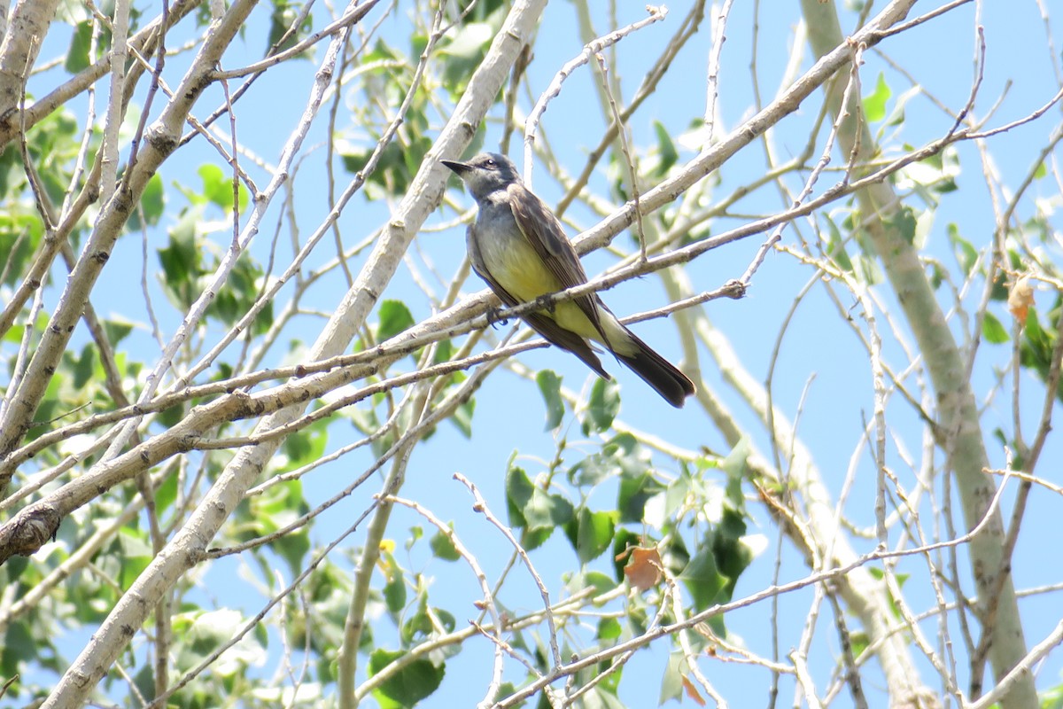 Cassin's Kingbird - Rishi Palit