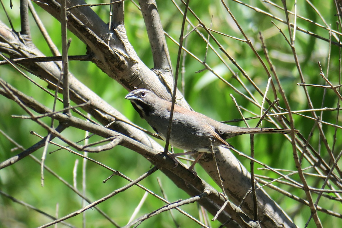 Five-striped Sparrow - ML361075951