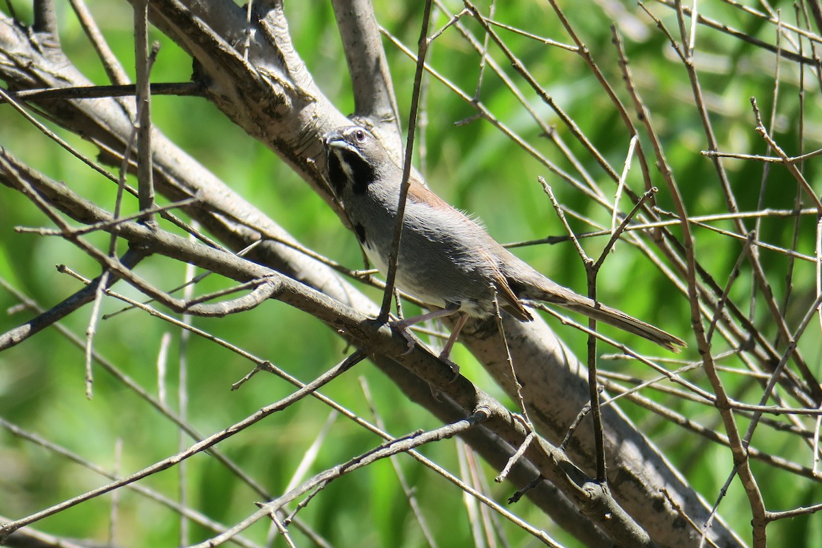 Five-striped Sparrow - ML361075961
