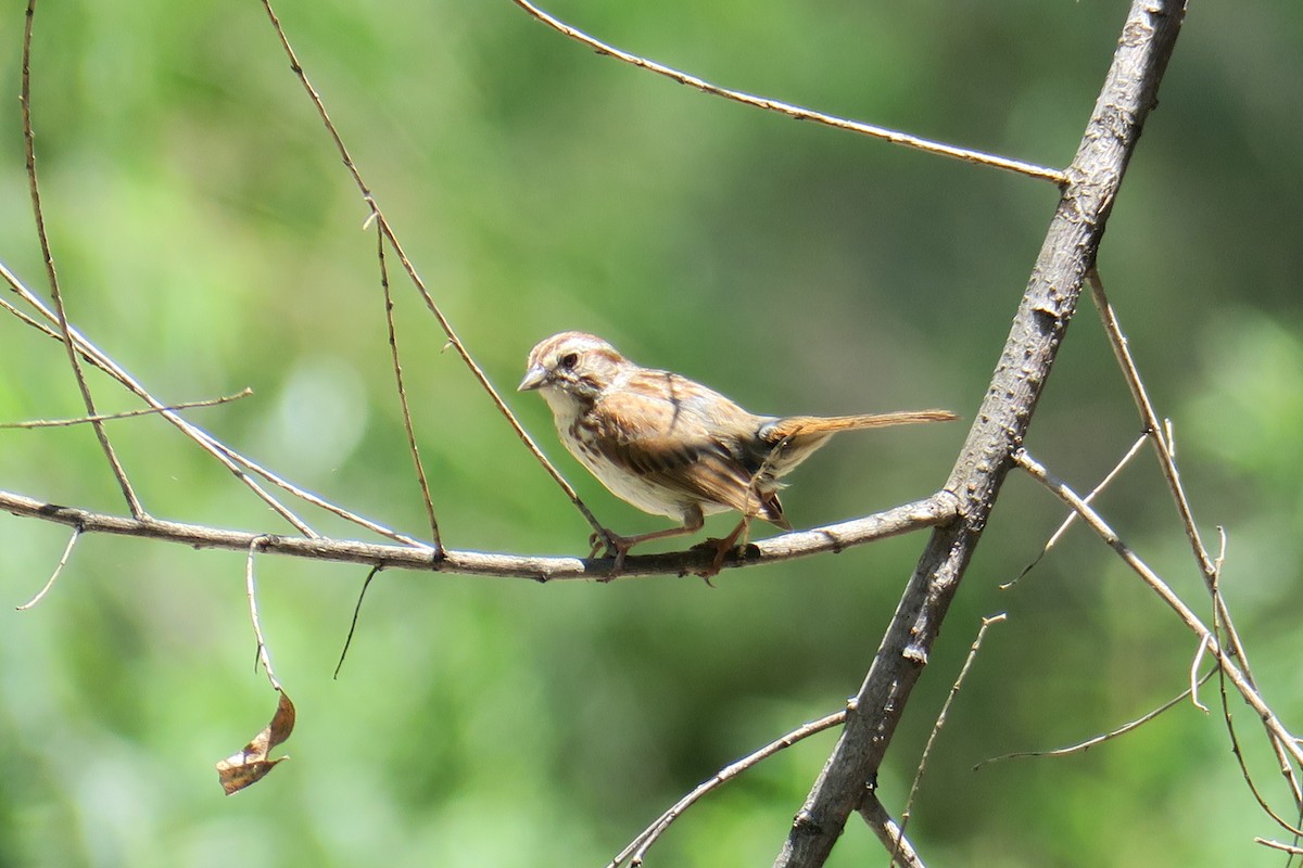 Song Sparrow - ML361076041