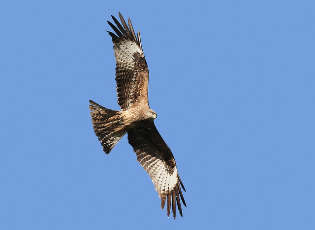 Black Kite (Black-eared) - ML36107741