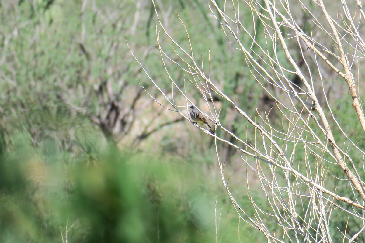 Cassin's Kingbird - ML361077471