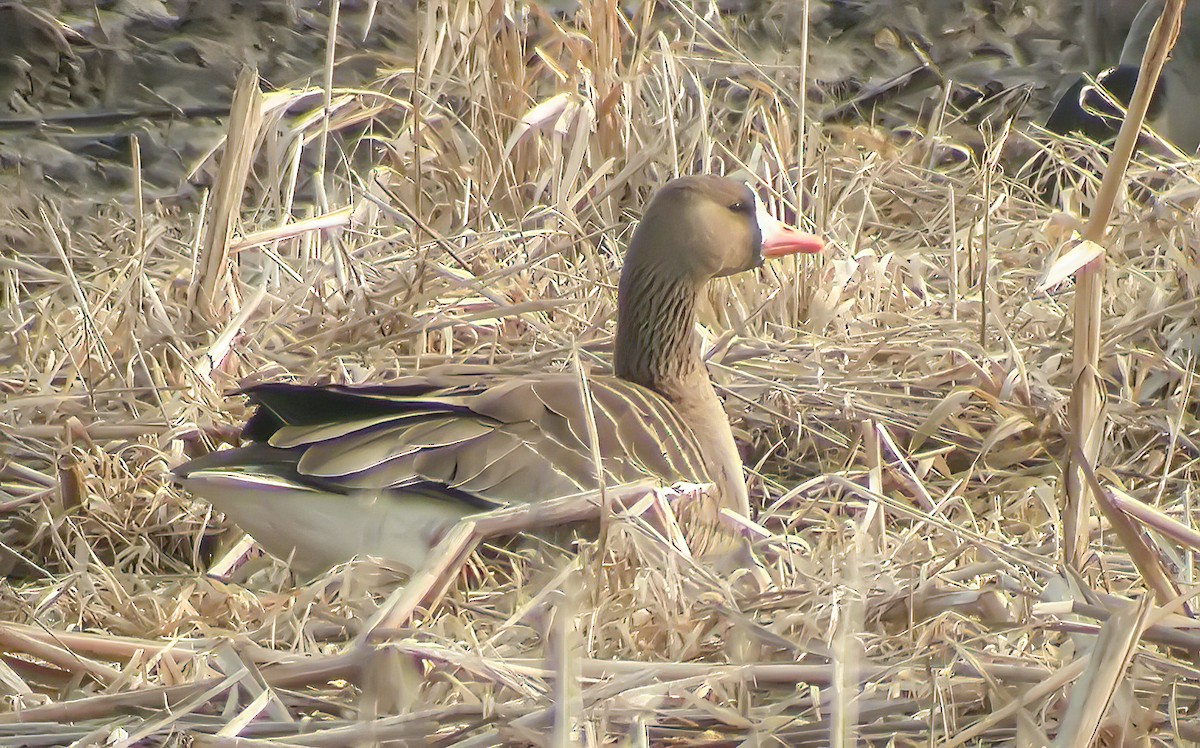Greater White-fronted Goose - ML361077501