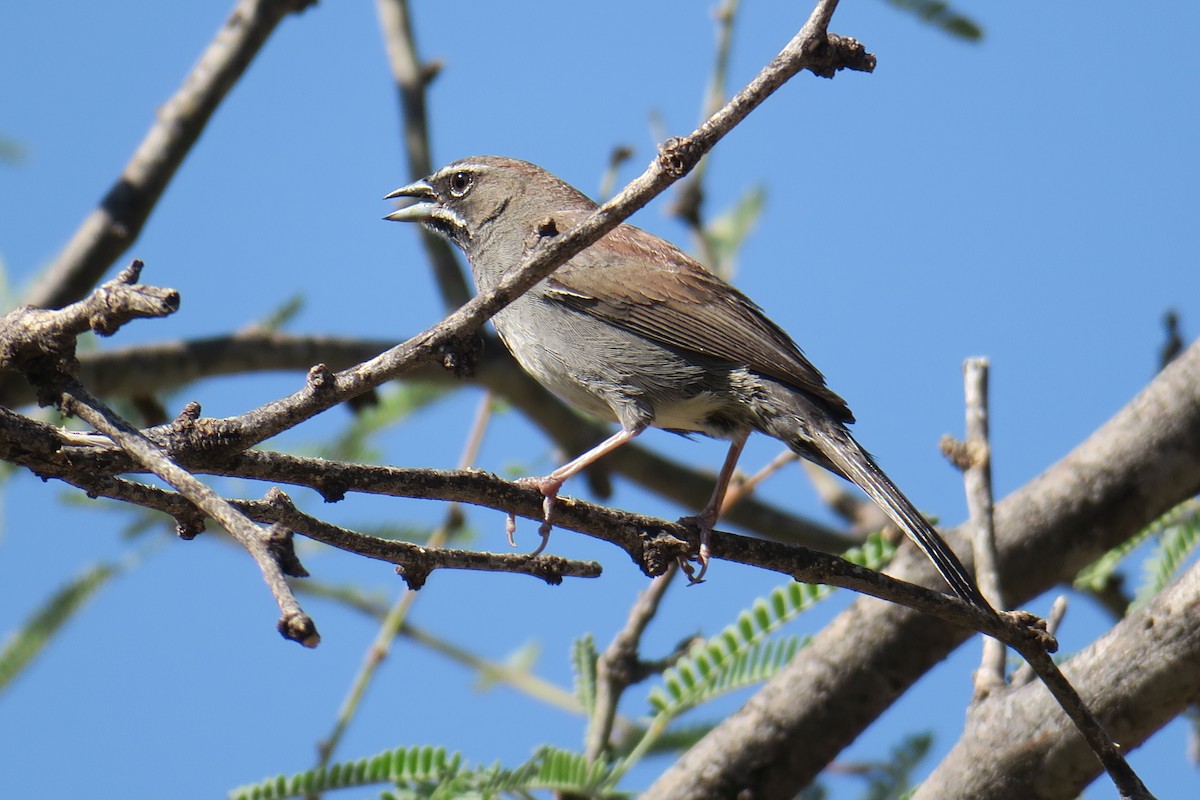 Five-striped Sparrow - ML361077601