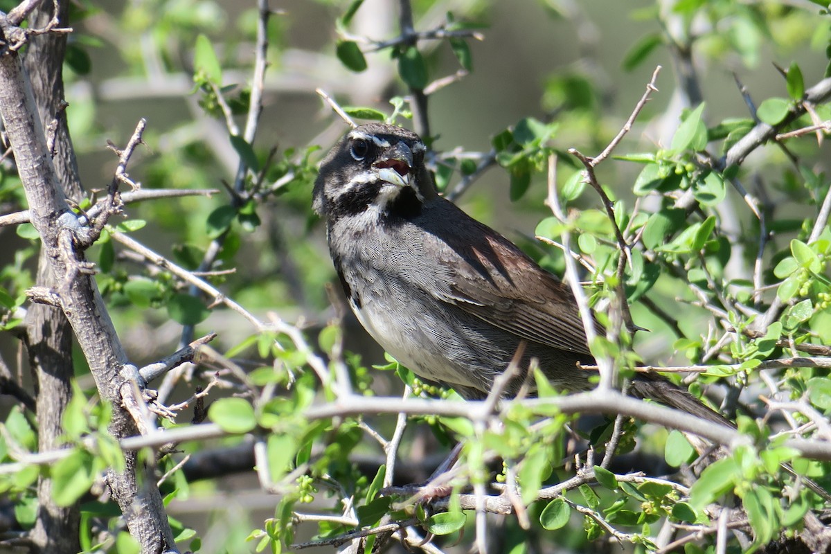 Five-striped Sparrow - ML361077611