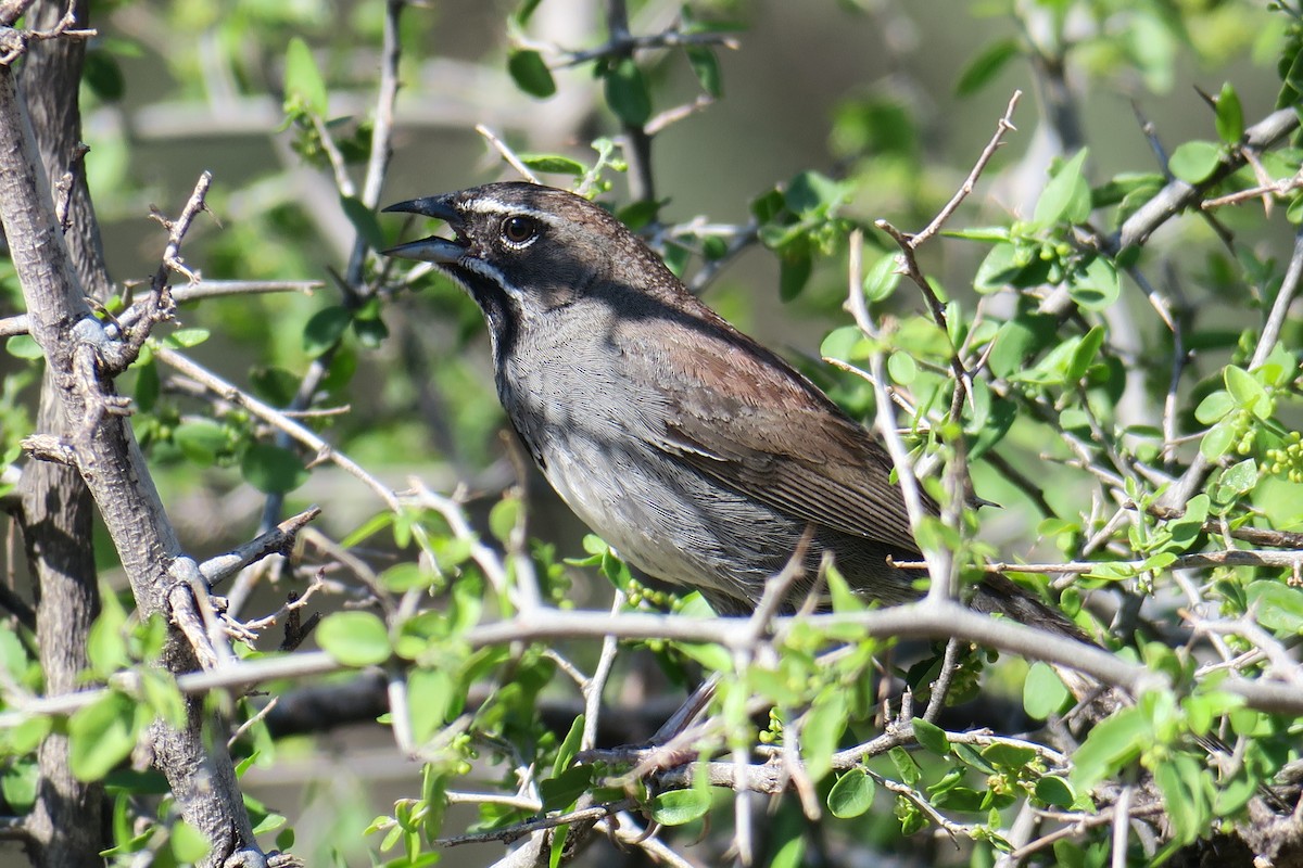 Five-striped Sparrow - ML361077621