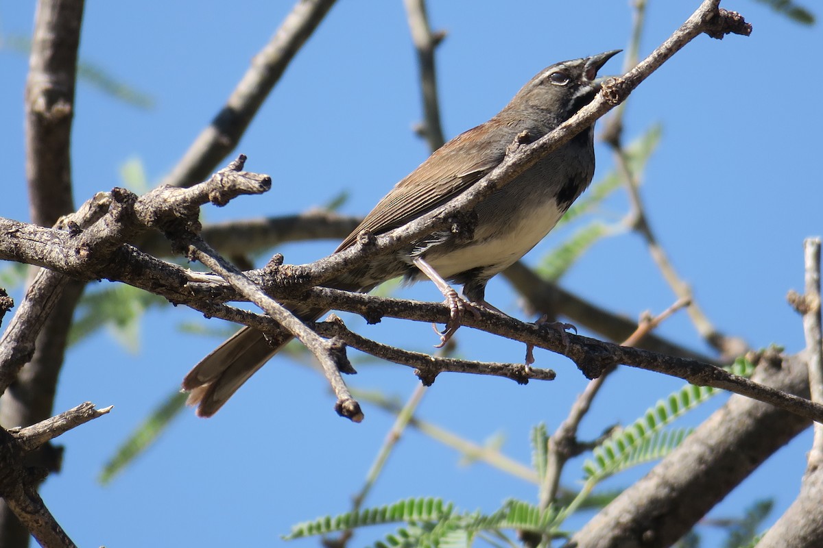Five-striped Sparrow - Rishi Palit