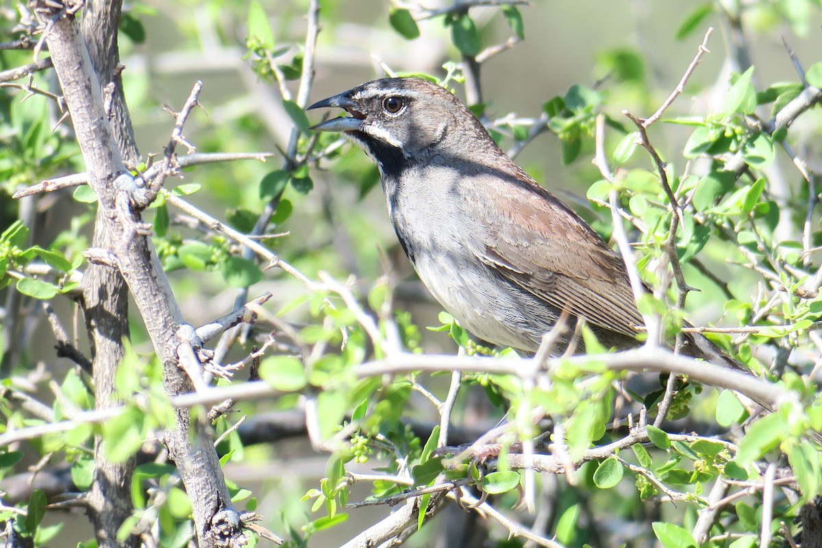 Five-striped Sparrow - ML361077691