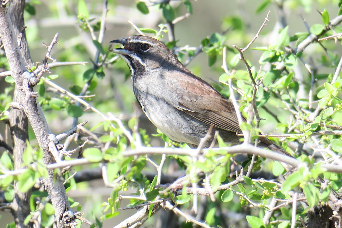 Five-striped Sparrow - ML361077711