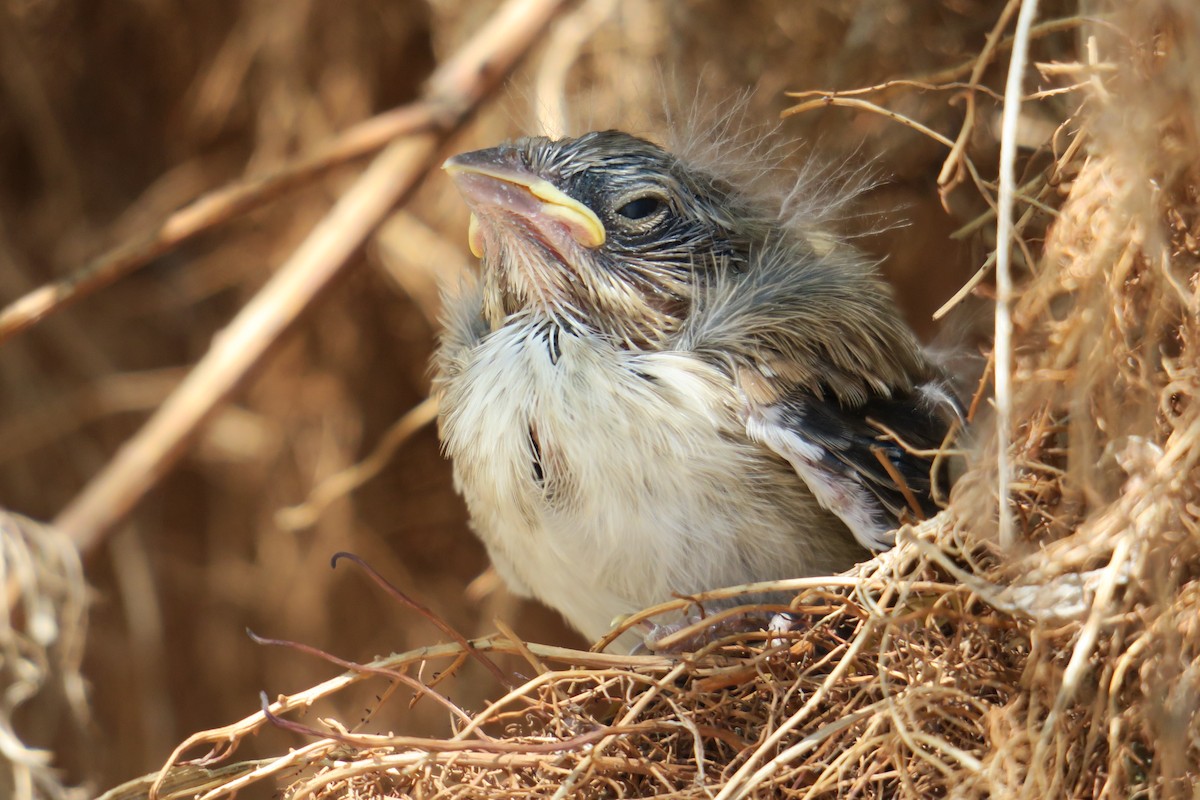 Song Sparrow - ML361077791