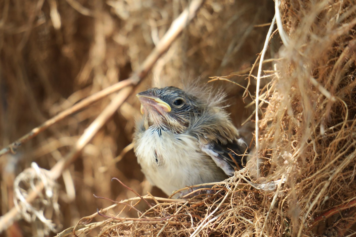 Song Sparrow - ML361077811